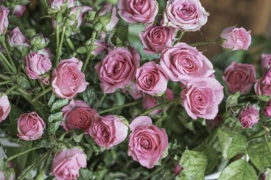 Arkaplan olarak pembe güller