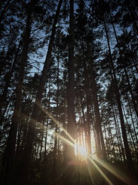 düşüş sırasında bir ormandaki ağaçların arkasında güneş