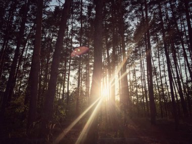 düşüş sırasında bir ormandaki ağaçların arkasında güneş