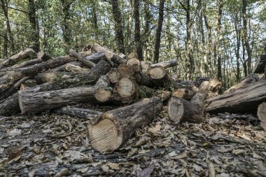 Kesme ve yığılmış ahşap ormanında sonbahar sırasında kaydeder.