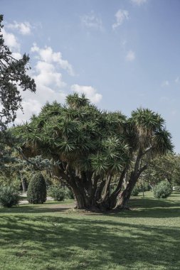 Yaz aylarında bir park palmiye ağacı