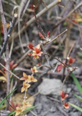 Closeup bud bırakır ve bahar dalları