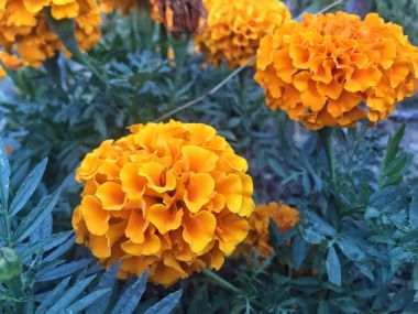 kadife çiçeği Çiçek Bahçesi