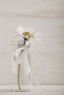 ahşap arka plan üzerinde bir vazoda papatya çiçek