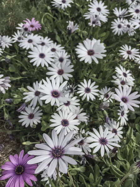 Flores brancas e roxas como fundo — Fotografia de Stock