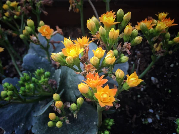 Piccoli fiori gialli sul giardino — Foto Stock