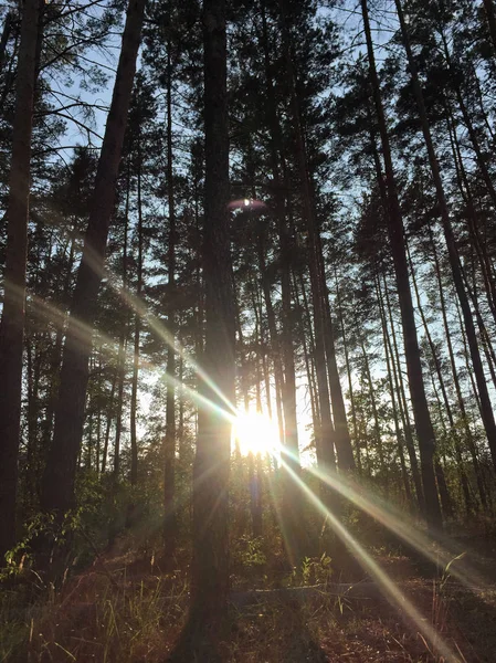 sun behind trees in a forest during fall