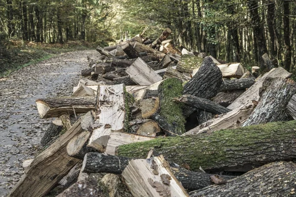 Cut log stacks along the forest road