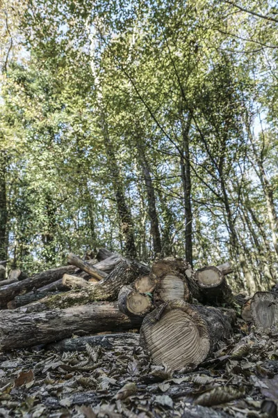 Toros de madeira cortados e empilhados na floresta — Fotografia de Stock