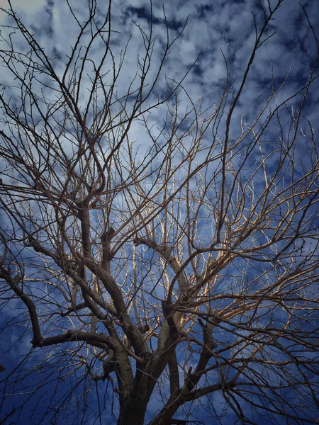 Blattloser Baum gegen blauen Himmel — Stockfoto