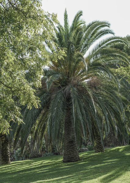 Palm tree at park in summer