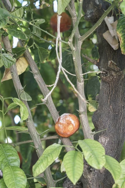 Rotte Bittere Sinaasappel Vrucht Aan Boom — Stockfoto