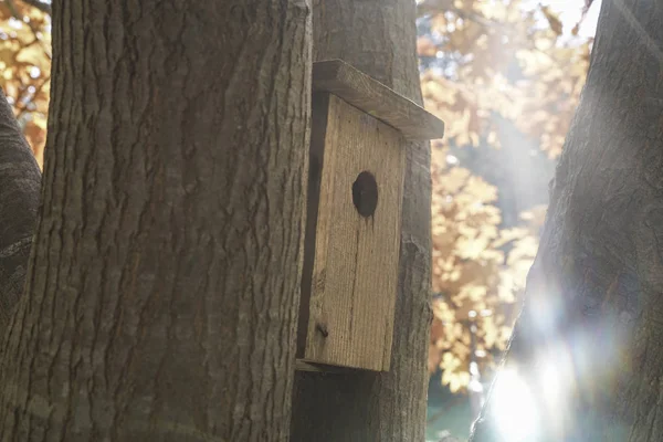 Vogelhuisje opgehangen op een boom — Stockfoto