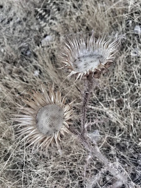 Gedroogde stekelig wild flower — Stockfoto