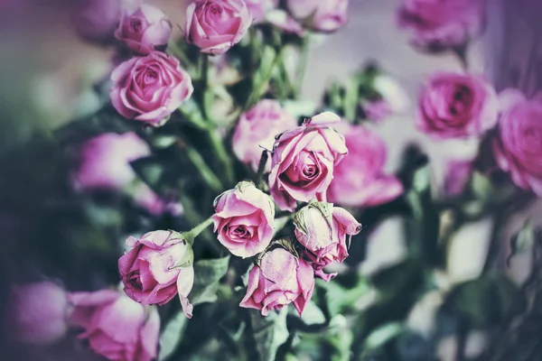 Rosas rosadas como fondo — Foto de Stock
