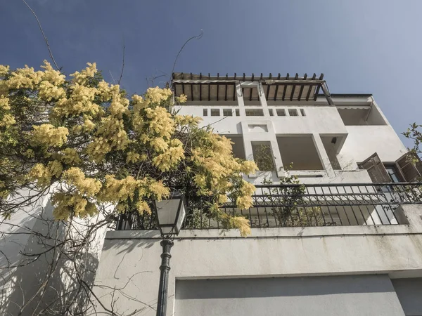 Mimosa flores en el árbol en la calle en primavera — Foto de Stock