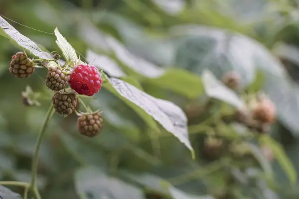Frutos de framboesa maduros e não maduros no jardim — Fotografia de Stock