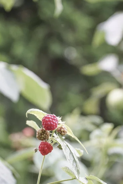 Framboesa madura frutas no jardim — Fotografia de Stock