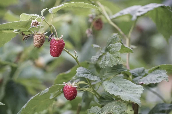 Framboesa madura frutas no jardim — Fotografia de Stock