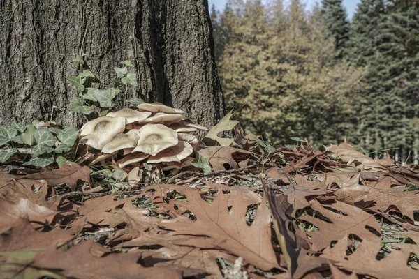 Close-up de cogumelos selvagens na floresta — Fotografia de Stock