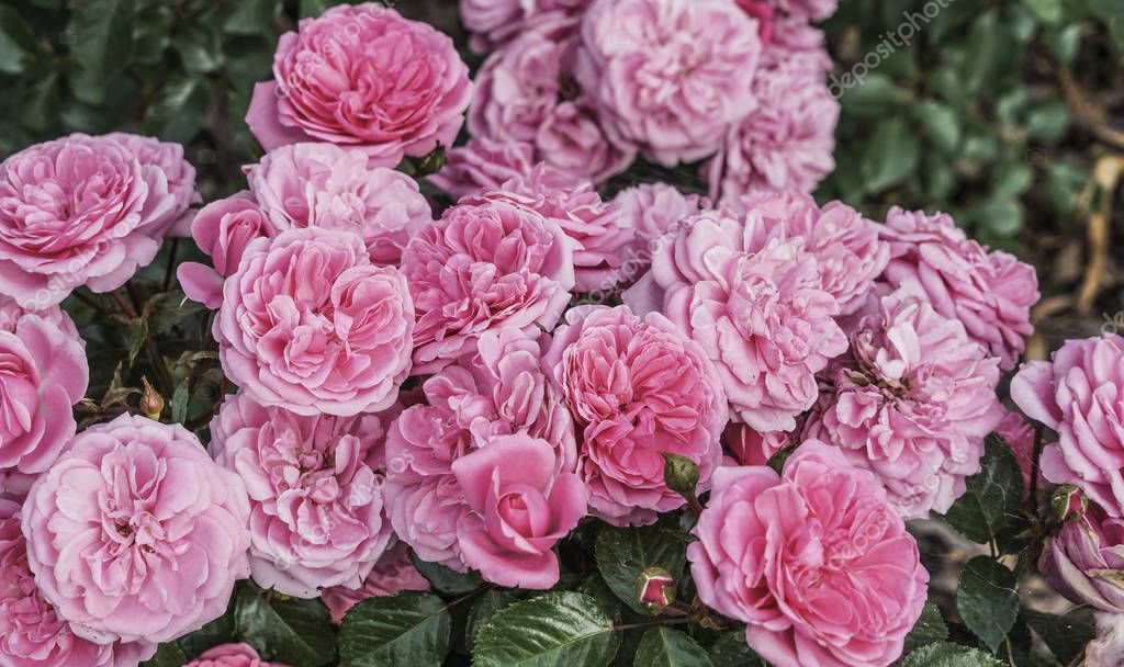 depositphotos_179357024-stock-photo-pink