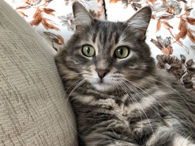 sevimli gri bir tekir kedi