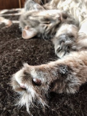 yatakta yatan sevimli gri tekir kedi, arka bacaklar odaklanmak