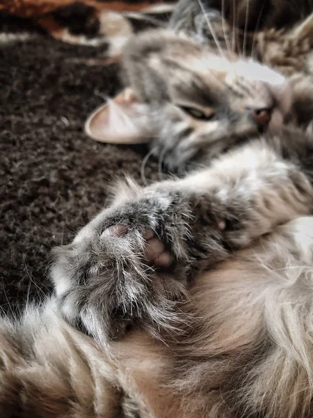 Kucing lucu berbulu abu-abu berbaring di tempat tidur, fokus pada cakar dan bantalan — Stok Foto