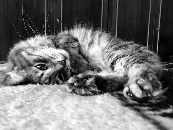 Un lindo gato tabby acostado en la cama — Foto de Stock