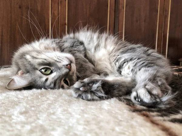 躺在床上的可爱的灰斑猫 — 图库照片