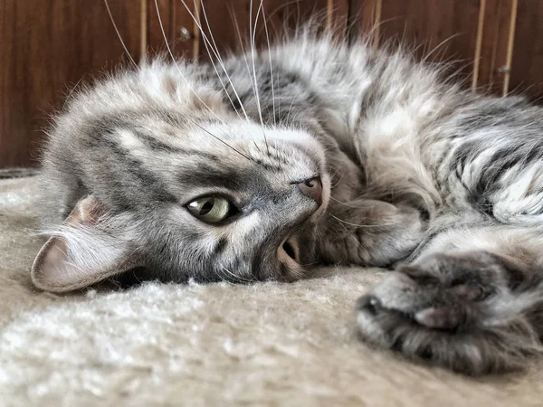 Primo piano faccia di un gatto sdraiato sul letto — Foto Stock