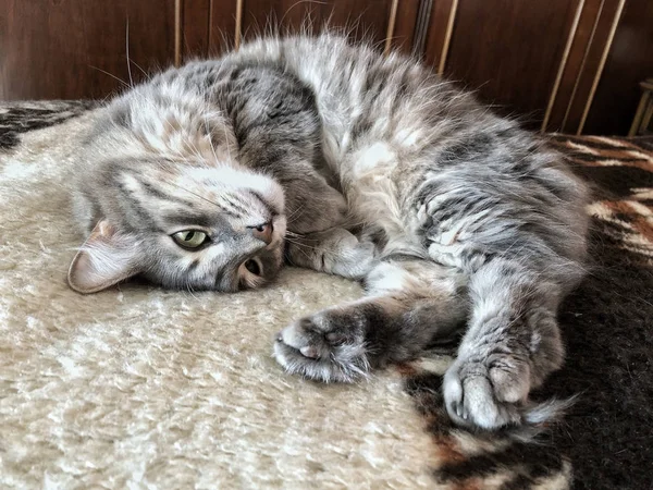 Eine niedliche grau gestromte Katze liegt auf dem Bett — Stockfoto