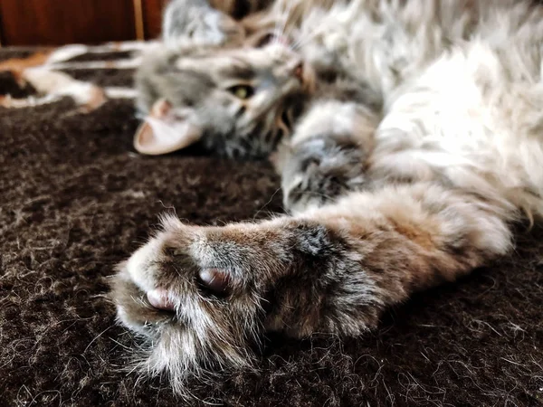 Niedliche grau gestromte Katze auf dem Bett liegend, Fokus auf das hintere Bein und — Stockfoto