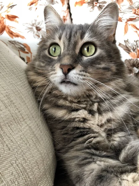 Un lindo gato gris tabby — Foto de Stock