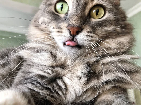 Primer plano cara de un gato palanca fuera su lengua — Foto de Stock
