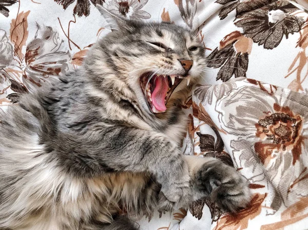Lindo gris tabby gato bostezar —  Fotos de Stock