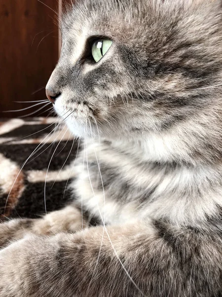 Een schattige grijze Cyperse kat — Stockfoto