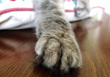 gri bir tekir kedi closeup pençe