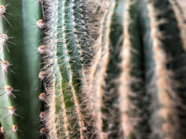 Närbild Kaktus Som Bakgrund — Stockfoto