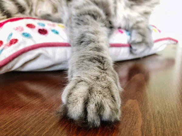 Closeup Paw Grey Tabby Cat — Stock Photo, Image