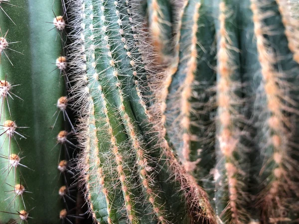 Närbild Kaktus Som Bakgrund — Stockfoto