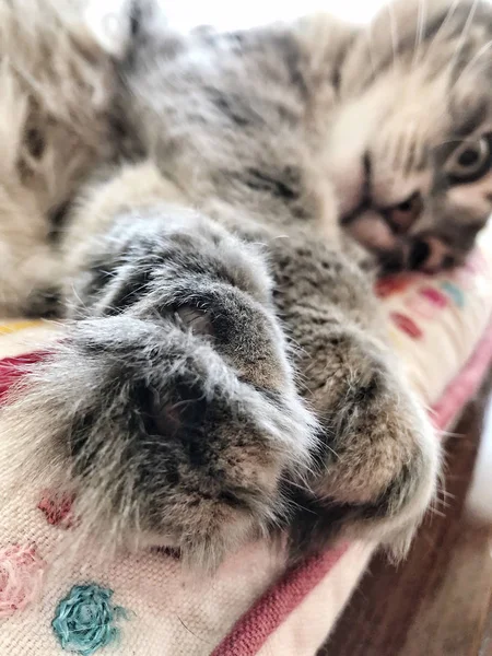 Paws Closeup Ενός Γκρι Τιγρέ Γάτα Που Ακουμπά Ένα Μαξιλάρι — Φωτογραφία Αρχείου