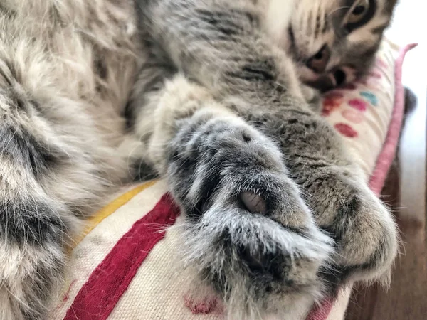 Paws Closeup Ενός Γκρι Τιγρέ Γάτα Που Ακουμπά Ένα Μαξιλάρι — Φωτογραφία Αρχείου