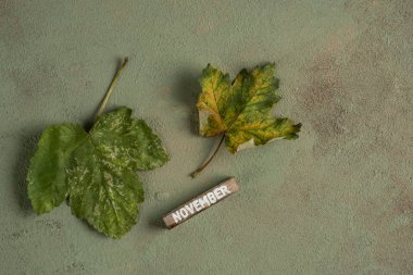 Sonbahar yaprakları yeşile boyanmış Kasım şablonu