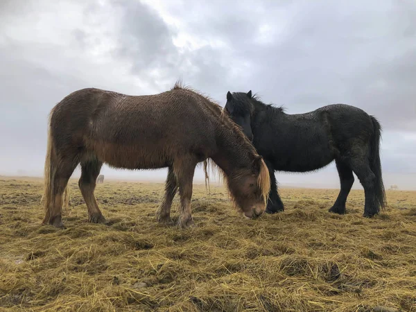 Icelandic horses feeding on a meadow in Iceland