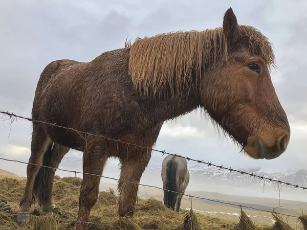 Närbild av en isländsk häst på ängen på Island — Stockfoto