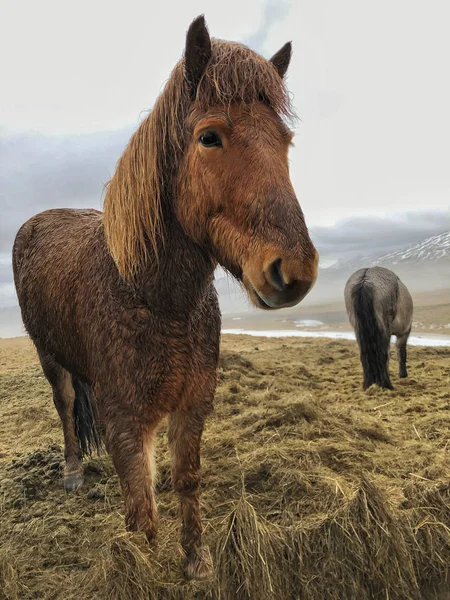 Islandshästar på en äng på Island — Stockfoto