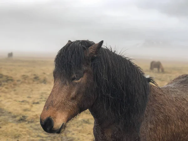 Närbild chef för en islandshäst på äng på Island — Stockfoto