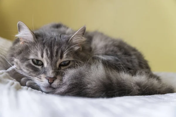 Närbild av en söt tabby katt liggande på sängen — Stockfoto