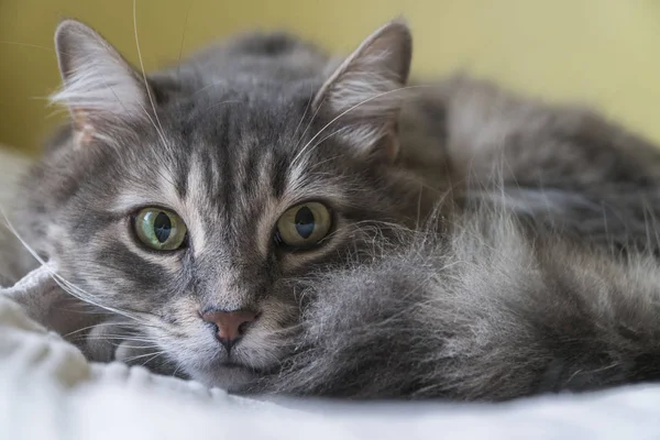 Närbild av en söt tabby katt liggande på sängen — Stockfoto